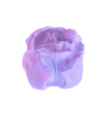 Taze mor lale beyaz izole. Stüdyo çekim yeşil yaprakları ile mor lale