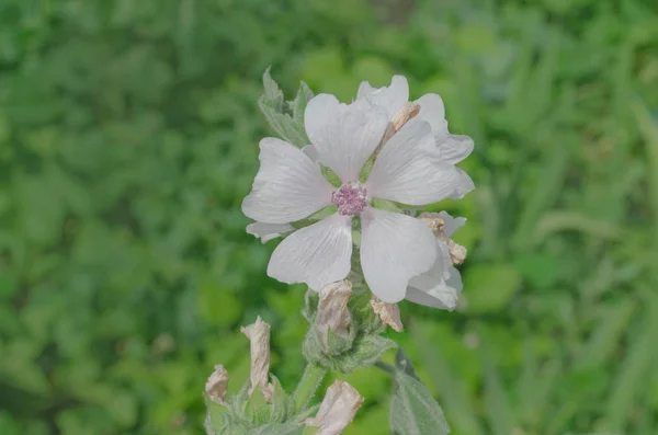 Marshmallow Althaea Officinalis Flower Common Marshmallow Field — Stock Photo, Image