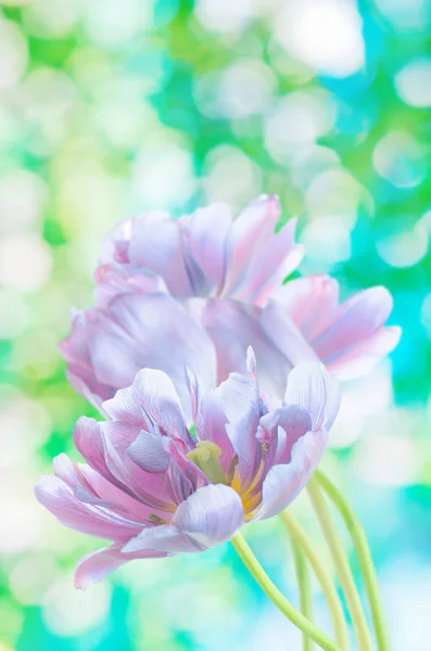 Field Colorful Purple Tulips Spring Blue Fresh Growing Tulips Garden — Stock Photo, Image