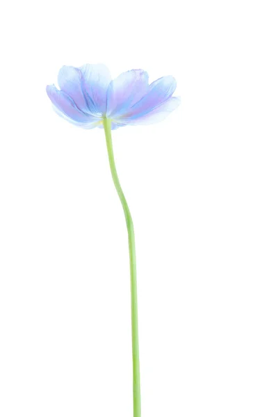 Blue Spring Tulip Flower Isolated White Background Blue Tulip Stem — Stock Photo, Image