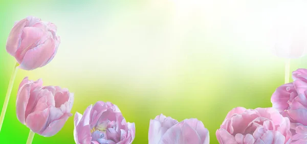 蓝色郁金香春天背景 田野里有五颜六色的紫色郁金香在春天 文本的空位置 — 图库照片