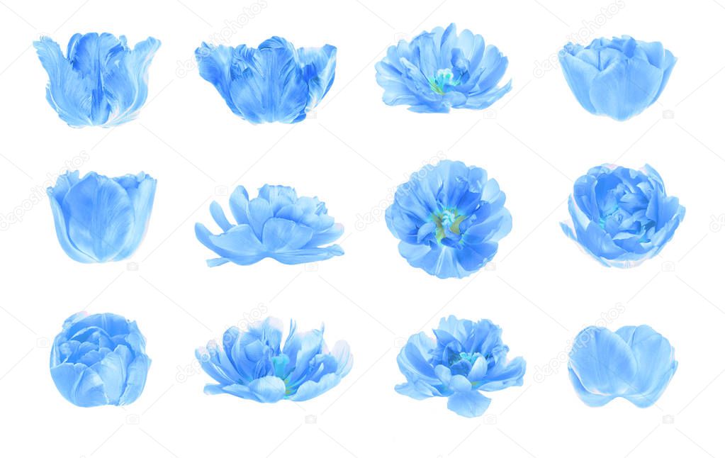 Blue tulips isolated on a white background. Collage of natural blue flowers tulips isolated