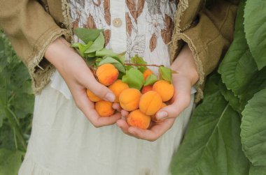  Bahçede kayısı holding eller
