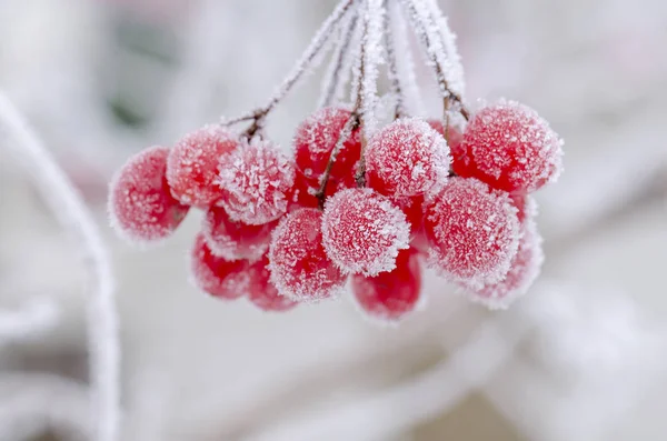 Red tassel guelder rose. Winter frozen guelder rose