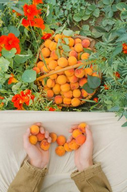  Bir sepet kayısı dolu tutan çiftçi. Kayısı sepeti