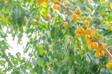 Bir gökyüzü karşı büyüyen kayısı. Kayısı ağaca olgunlaşır