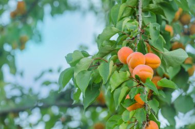 Olgun kayısı hasat hazır. Kayısı ağacı olgunlaşma. Kayısı meyve ağacı üzerinde. Boş kopya alanı