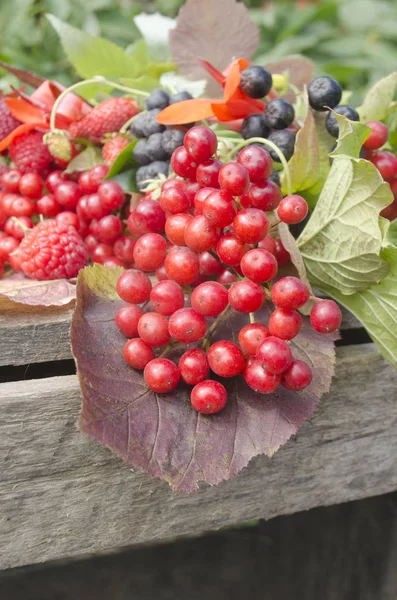 Red fruits of the Viburnum opulus on a wooden table. Red berries of viburnum with green leafs