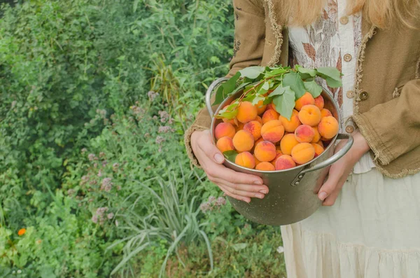 Kayısı metal bir tavada. Metal pot kayısı tam. Kopya alanı ile göster