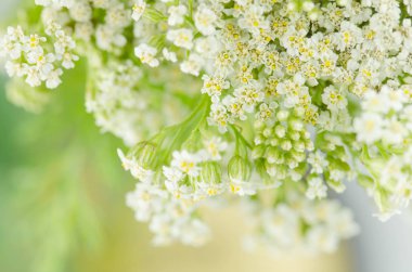 Civanperçemi çiçek ya da Achillea millefolium. Çayır üzerinde beyaz civanperçemi çiçeği. Achillea çiçekli bitki 