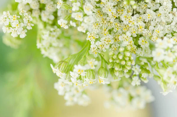 Civanperçemi çiçek ya da Achillea millefolium. Çayır üzerinde beyaz civanperçemi çiçeği. Achillea çiçekli bitki 