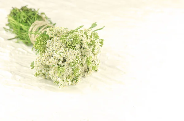 Bunch Achillea Millefolium White Flower Yarrow White Background Yarrow Herbal — Stock Photo, Image