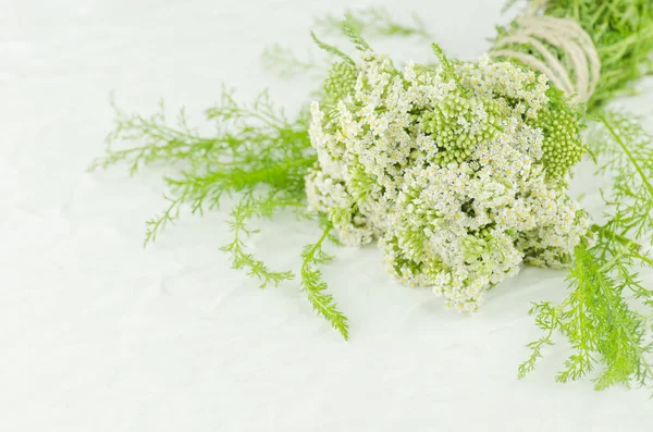 Grup Achillea millefolium beyaz çiçekli. Civanperçemi paket. Civanperçemi beyaz arka plan üzerinde. Civanperçemi bitkisel tıp