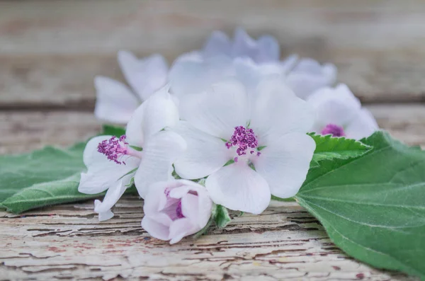 Folhas Flores Althaea Officinalis Althaea Tem Propriedades Medicinais Erva Medicinal — Fotografia de Stock