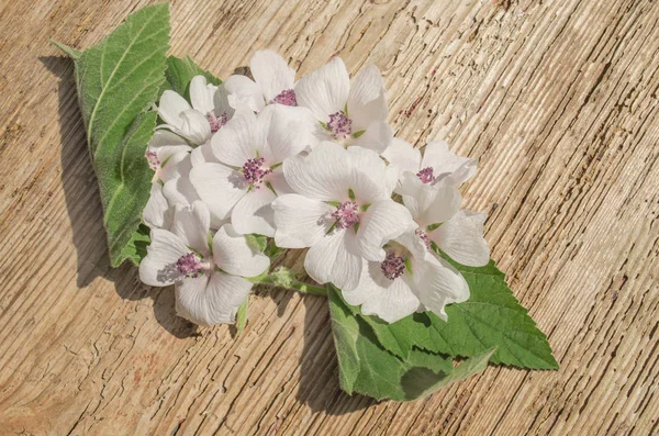 Yaprak ve çiçek Althaea officinalis. Althaea tıbbi özellikleri var. Tıbbi bitki bataklık ebegümecinin.