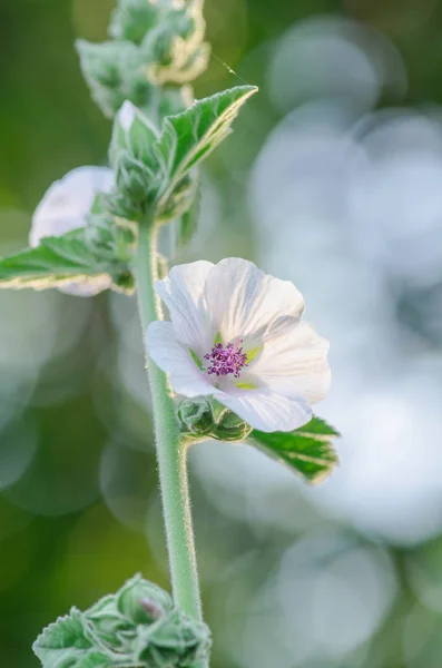 Beyaz Hatmi Çiçeği Yeşil Çayır Althaea Officinalis — Stok fotoğraf