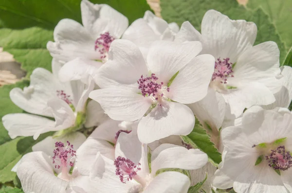 Дикий Цветок Althaea Officinalis Болотные Летние Цветы Зефир Деревянном Столе — стоковое фото