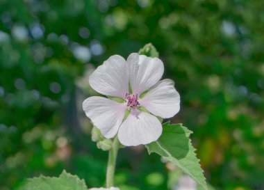 Hatmi Althaea officinalis çiçek. Alanında ortak hatmi.