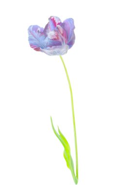  Mor lale izole. Beyaz üzerine ultraviyole lale