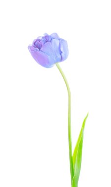  Stüdyo mor lale izole bir kadeh. İzole mor menekşe Lale çiçek