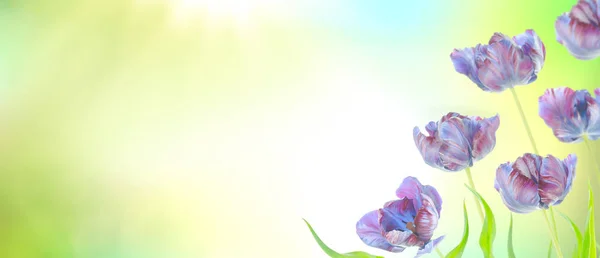 田野里有五颜六色的紫色郁金香在春天 蓝色新鲜生长的郁金香在庭院与拷贝空间 — 图库照片