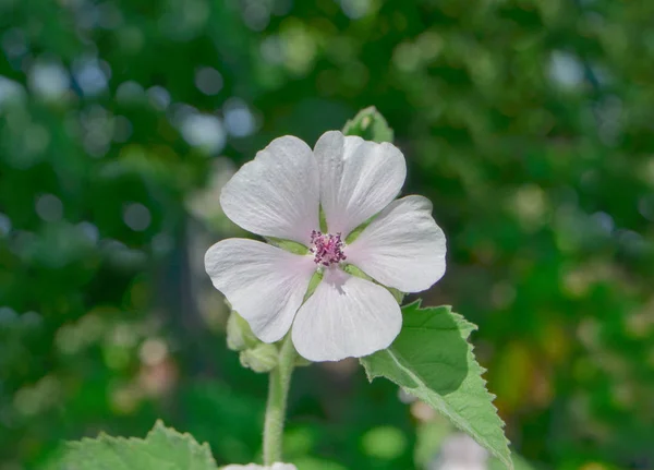 Proutěná Althaea Officinalis Flower Společné Marshmallow Poli — Stock fotografie