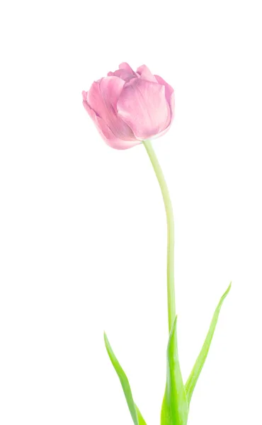 Feche Tulipa Rosa Isolada Tulipa Rosa Isolada Flor Primavera Tulipa — Fotografia de Stock