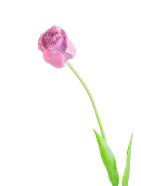 Feche Tulipa Rosa Isolada Tulipa Rosa Isolada Flor Primavera Tulipa — Fotografia de Stock