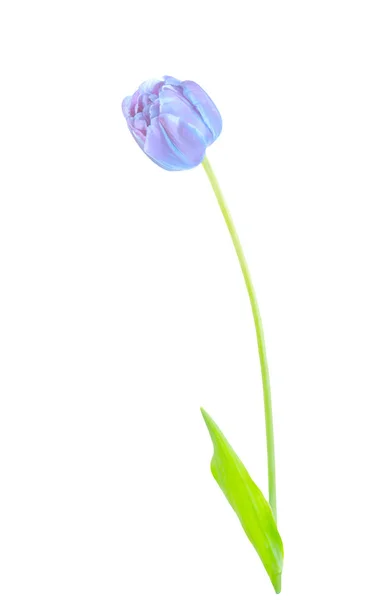 Flor Tulipa Primavera Azul Isolado Fundo Branco Tulipa Azul Uma — Fotografia de Stock