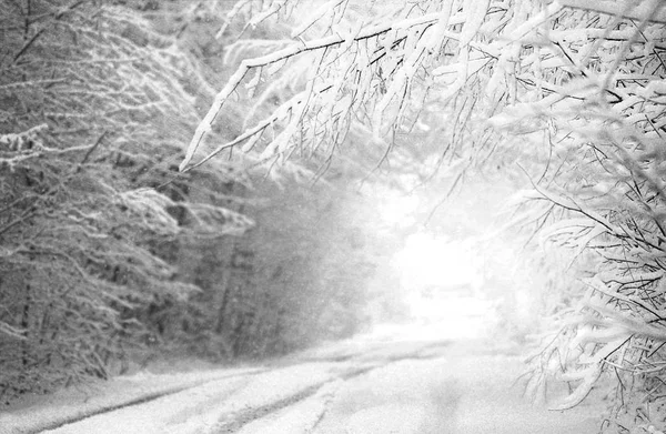 Черно Белая Зимняя Фотография Зимний Снежный Лес Черно Белая Фотография — стоковое фото