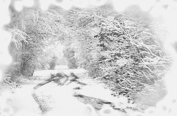 Black and white winter photography.  Winter snow forest. Black and white photo