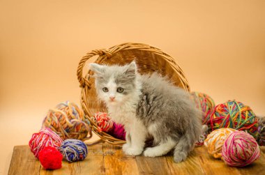 Şirin tüylü kedi örgü topla oynuyor. Şirin yavru kedi ve topu iplik. Portre sevimli gri güzel yavru kedi. Komik yavru kedi ve örgü