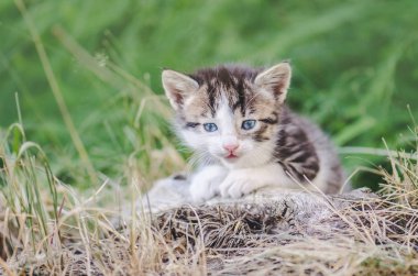 Yeşil çayır yürüyüş şirin çizgili kedicik. Çiçekli sahada oturan küçük kedi yavrusu. Açık havada yeşil çim de kabarık kedi
