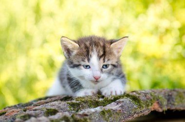 Yeşil çayır yürüyüş şirin çizgili kedicik. Çiçekli sahada oturan küçük kedi yavrusu. Açık havada yeşil çim de kabarık kedi