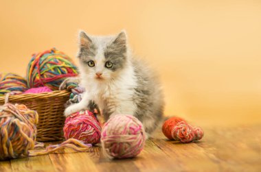 Şirin yavru kedi ve topu iplik. Portre sevimli gri güzel yavru kedi. Komik yavru kedi ve örgü iç. Metin için boş yer.