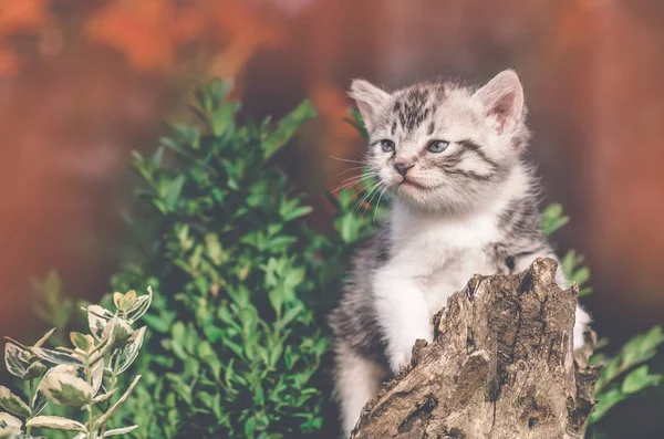 小猫在秋天的空地上玩耍 秋天的背景蓬松的小猫户外 — 图库照片