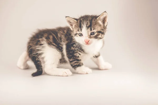 Hermoso Gato Sobre Fondo Claro Lindo Gatito Tabby Espacio Copia — Foto de Stock