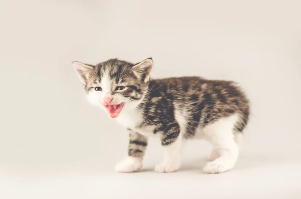 Hermoso Gato Sobre Fondo Claro Lindo Gatito Tabby —  Fotos de Stock