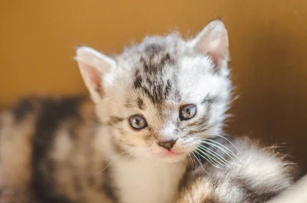 Dreifarbige Kätzchen Dreifarbige Flauschige Kätzchen Posieren — Stockfoto