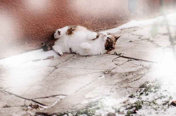 白オレンジと黒の猫は雪で遊ぶ コピー スペースと冬の屋外猫の肖像画 — ストック写真