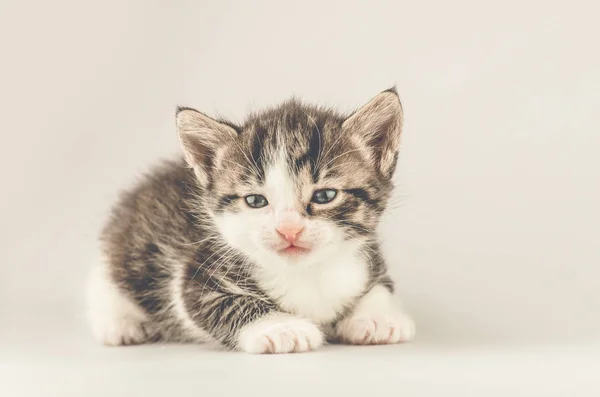 Beautiful Cat Light Background Cute Tabby Kitten Grey Striped Kitten — Stock Photo, Image