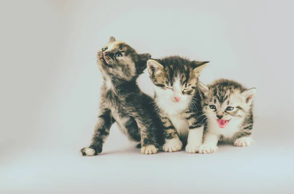 Три Маленьких Котенка Светлом Фоне Группа Пушистых Котят Позирует Светлом — стоковое фото