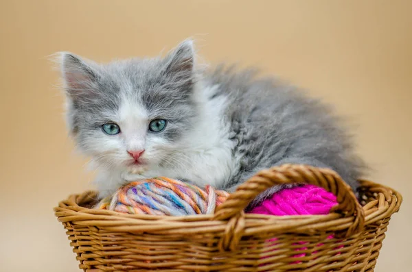 Lindo Gatito Con Accesorios Punto Gatito Mirando Espectador — Foto de Stock