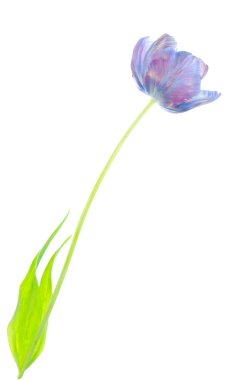  Mor lale izole. Beyaz üzerine ultraviyole lale