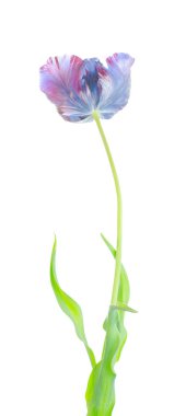 Beyaz arka plan üzerinde izole özgün egzotik olağandışı papağan mavi lale