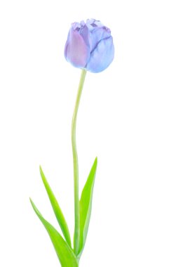 Lale çiçek izole üzerinde beyaz arka plan bahar mavi. Bir kök yaprakları ile üzerinde mavi lale