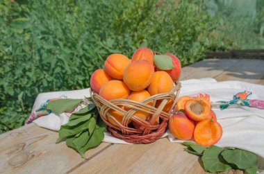 Ahşap masa üzerinde yeşil yaprak ile olgun kayısı. Hasır sepet içinde taze kayısı