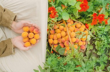 Kayısı sepeti. Alandaki alt malzeme çekme kayısı. Taze kayısı sepeti tutan kadın. Malzeme çekme kayısı hasat