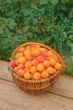  Ahşap arka plan üzerinde taze organik kayısı