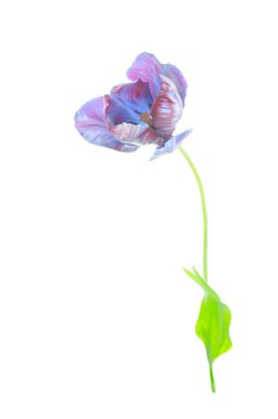 Beyaz arka plan üzerinde izole mavi lale